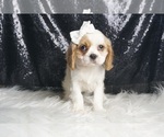 Small #2 Cavalier King Charles Spaniel