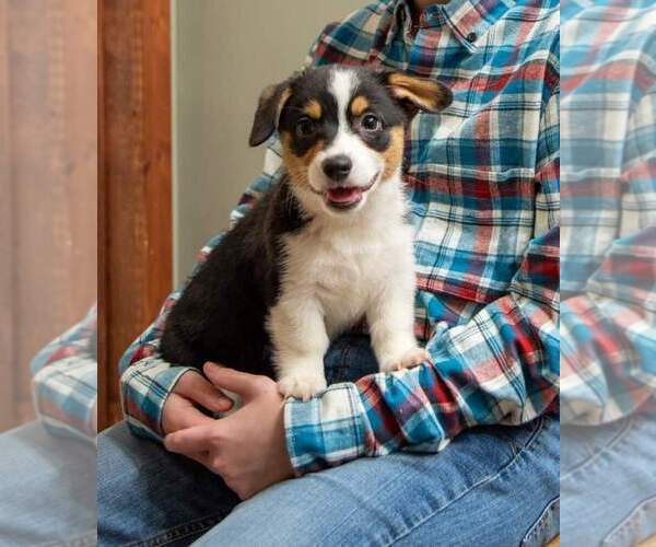 Medium Photo #3 Pembroke Welsh Corgi Puppy For Sale in HARTWELL, GA, USA