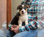 Small Photo #3 Pembroke Welsh Corgi Puppy For Sale in HARTWELL, GA, USA