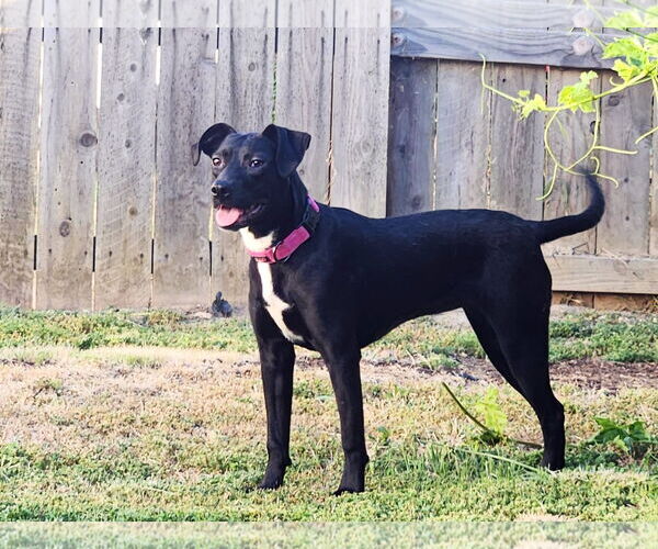 Medium Photo #4 Labrador Retriever-Unknown Mix Puppy For Sale in Yuba City, CA, USA