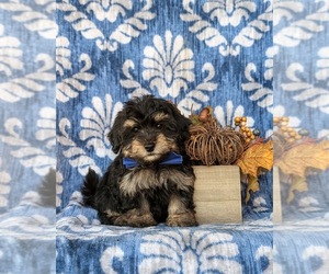 YorkiePoo Puppy for sale in OXFORD, PA, USA