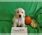 Small Photo #2 Golden Retriever Puppy For Sale in NORTH UNION, PA, USA