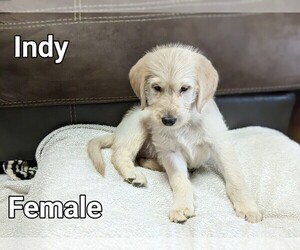 Labradoodle Puppy for sale in UPPER SANDUSKY, OH, USA