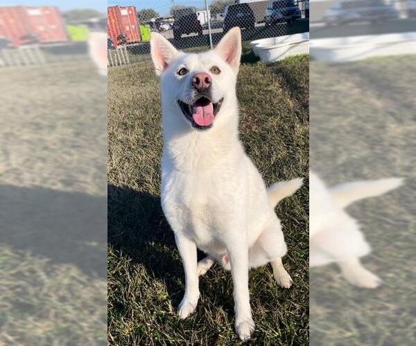 Medium Photo #2 Gerberian Shepsky Puppy For Sale in Rosenberg, TX, USA