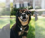 Small #2 Chow Chow-Rottweiler Mix