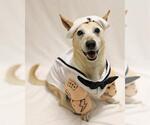 FRITO - Male Mutt Dog for Adoption - Small photo