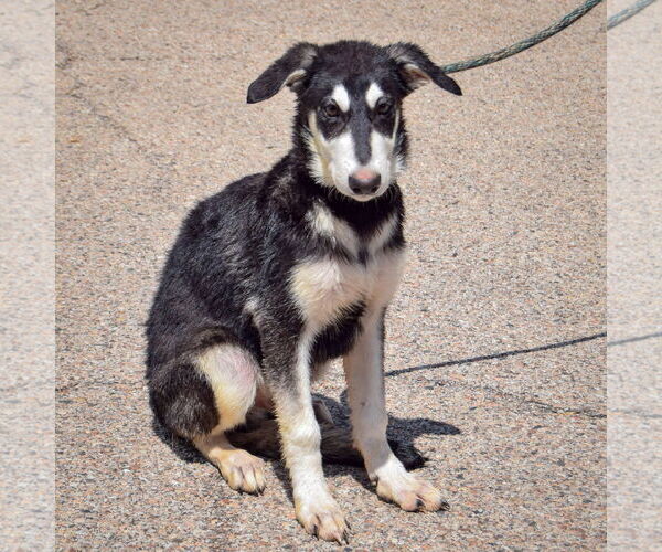 Medium Photo #3 German Shepherd Dog-Huskies  Mix Puppy For Sale in Huntley, IL, USA