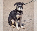 Small #2 German Shepherd Dog-Huskies  Mix
