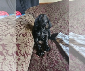 Great Dane Puppy for sale in SAINT JOSEPH, MN, USA
