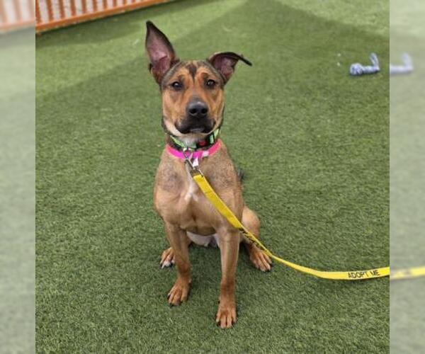 Medium Photo #2 German Shepherd Dog-Unknown Mix Puppy For Sale in Las Vegas, NV, USA