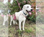 Small #2 Great Pyrenees