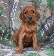Irish Setter Puppy for sale in HARRISON, AR, USA