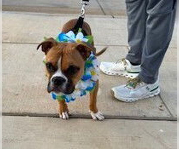 Medium Photo #2 Boxer Puppy For Sale in Austin, TX, USA