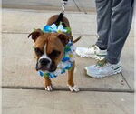 Small #1 Boxer