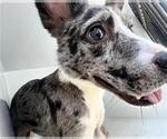 Small Labrador Retriever Mix