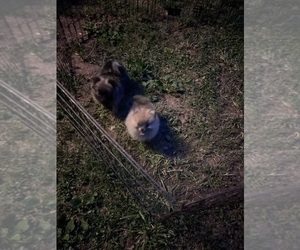 Pomeranian Puppy for sale in LEXINGTON, NC, USA