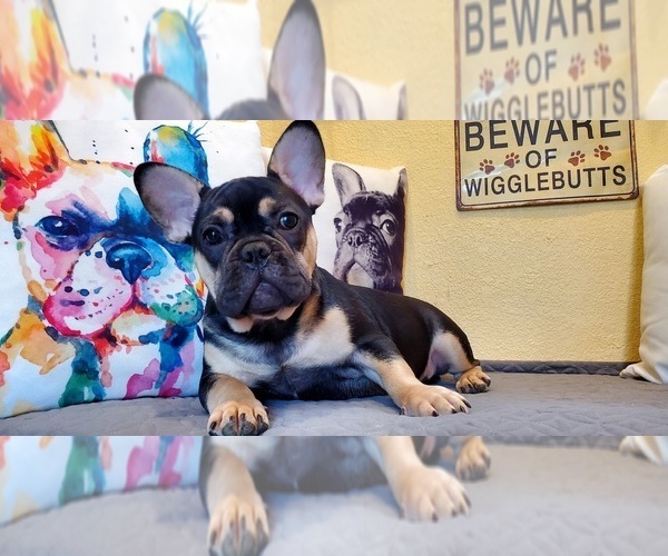 Medium Photo #10 French Bulldog Puppy For Sale in MARYVILLE, TN, USA