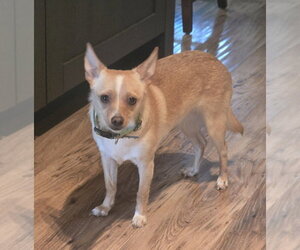 Chihuahua Dogs for adoption in Foristell, MO, USA