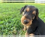 Small Photo #17 Airedale Terrier Puppy For Sale in MOUNT JULIET, TN, USA