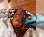 Small Photo #8 Doberman Pinscher Puppy For Sale in BENTON, KY, USA