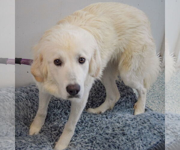 Medium Photo #3 Great Pyrenees Puppy For Sale in Huntley, IL, USA