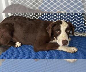 Collie Dogs for adoption in Bakersfield, CA, USA