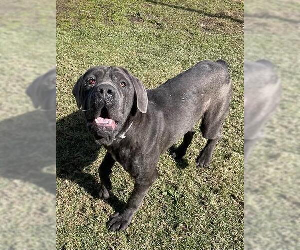 Medium Photo #3 Mutt Puppy For Sale in Riverside, CA, USA