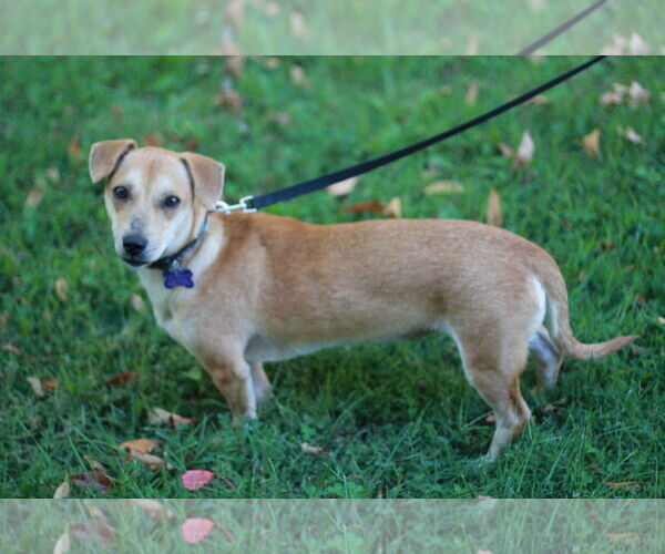Medium Photo #6 Dorgi Puppy For Sale in Cookeville, TN, USA