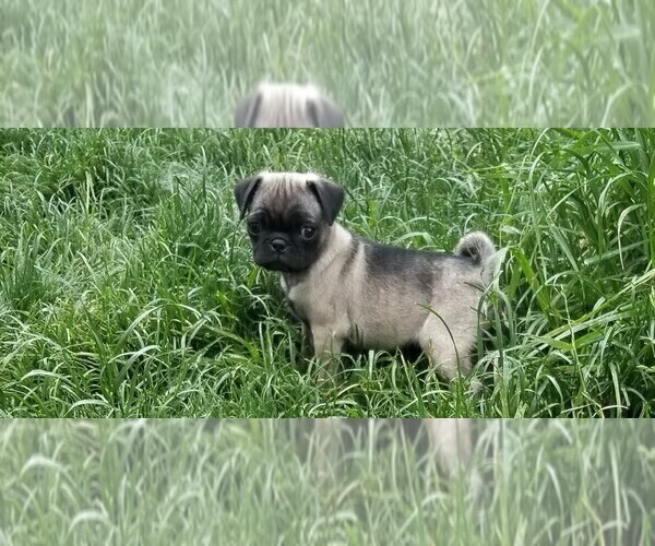 Medium Photo #1 Pug Puppy For Sale in BREWSTER, CO, USA