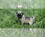 Small Photo #1 Pug Puppy For Sale in BREWSTER, CO, USA