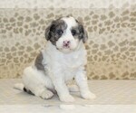 Small #3 Miniature Bernedoodle