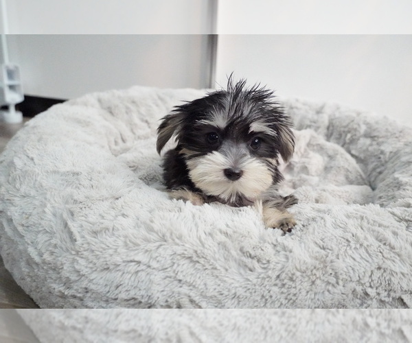Medium Photo #4 Morkie Puppy For Sale in LOS ANGELES, CA, USA