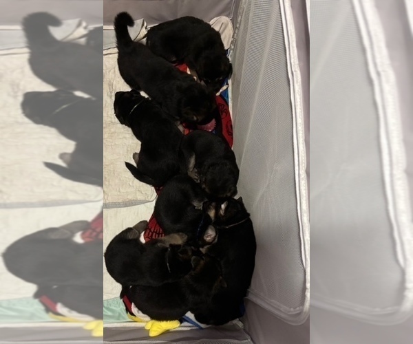Medium Photo #14 German Shepherd Dog Puppy For Sale in SACRAMENTO, CA, USA