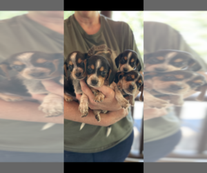 Beagle Puppy for sale in ATHENS, OH, USA