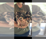 Small Photo #1 Beagle Puppy For Sale in ATHENS, OH, USA