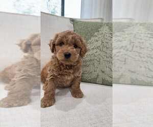 Goldendoodle (Miniature) Puppy for sale in GASTONIA, NC, USA