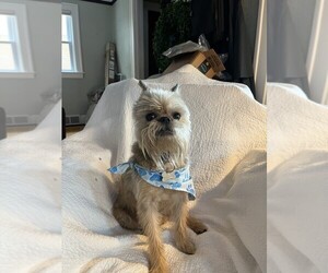 Father of the Brussels Griffon puppies born on 05/27/2026