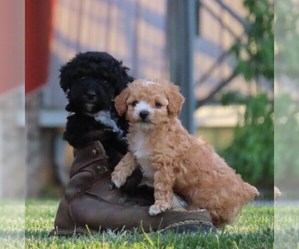 Medium Photo #2 Poodle (Toy) Puppy For Sale in RICHLAND, PA, USA