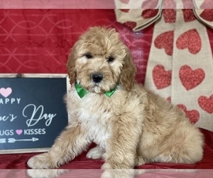 Goldendoodle Puppy for sale in LANCASTER, PA, USA