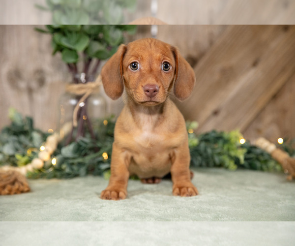 Medium Photo #2 Dachshund Puppy For Sale in GREENWICH, OH, USA