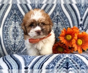 Zuchon Puppy for sale in LAKELAND, FL, USA