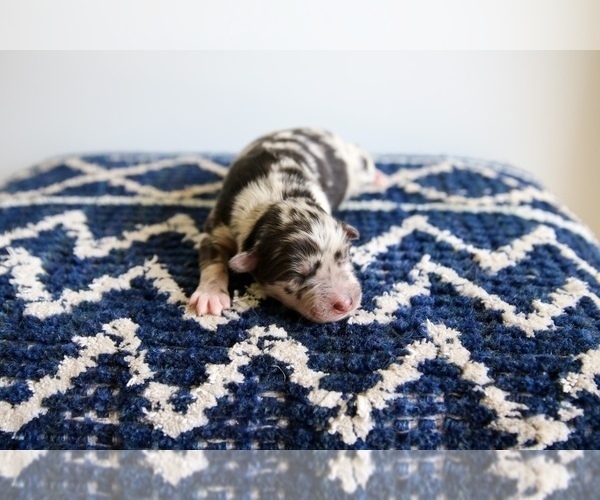 Medium Photo #2 Miniature Australian Shepherd Puppy For Sale in MARYSVILLE, IN, USA