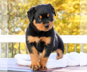 Rottweiler Puppy for sale in SPRINGFIELD, IL, USA