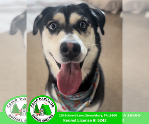 Siberian Husky-Unknown Mix Dogs for adoption in Stroudsburg, PA, USA