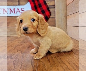 Dachshund Puppy for sale in BRISTOL, TN, USA