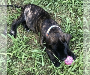 Medium Mastiff