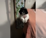 Image preview for Ad Listing. Nickname: Pecan