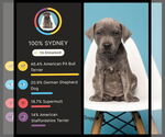 Small #5 American Pit Bull Terrier-German Shepherd Dog Mix