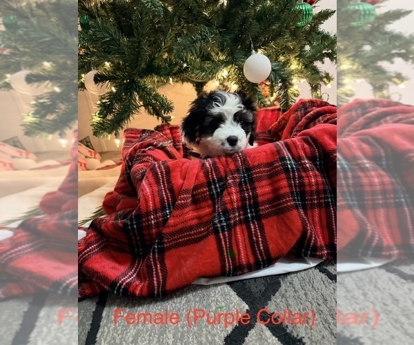 Medium Photo #3 Shih-Poo Puppy For Sale in HAWESVILLE, KY, USA