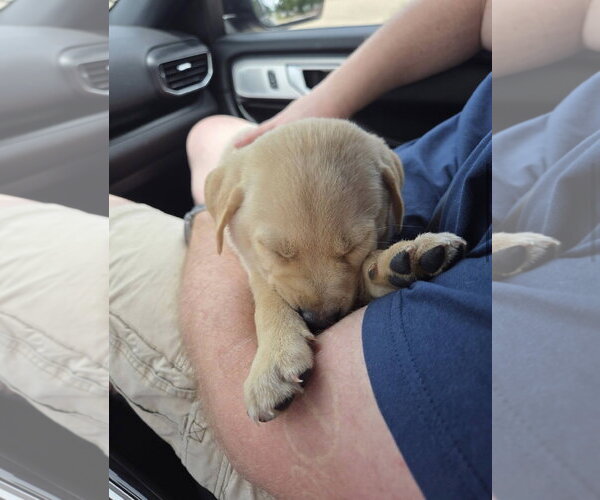 Medium Photo #7 Labrador Retriever-Unknown Mix Puppy For Sale in Wakefield, RI, USA